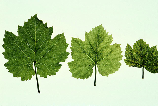 Pierce's disease