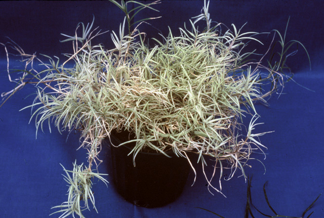 Bermudagrass white leaf