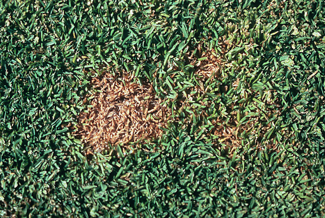 Bacterial wilt