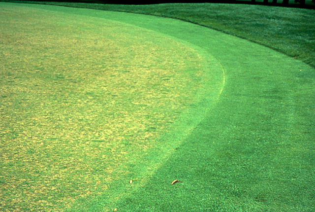 Bacterial wilt