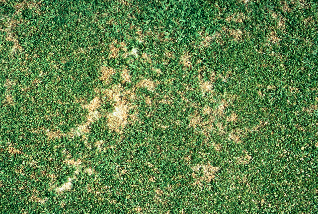 Bacterial wilt