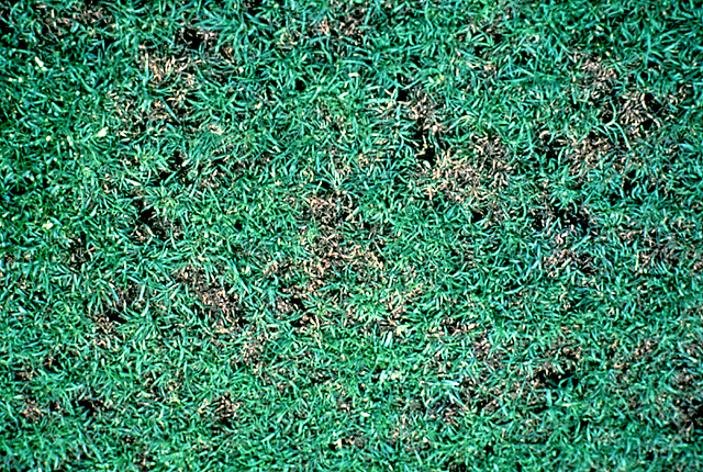 Bacterial wilt