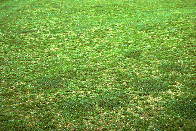 Bacterial wilt