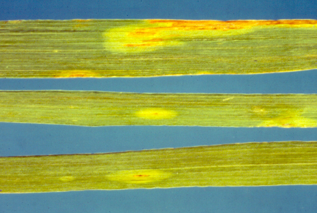 Bacterial blight