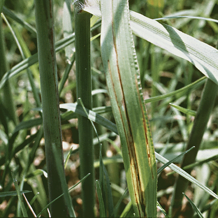Bacterial leaf streak and stripe