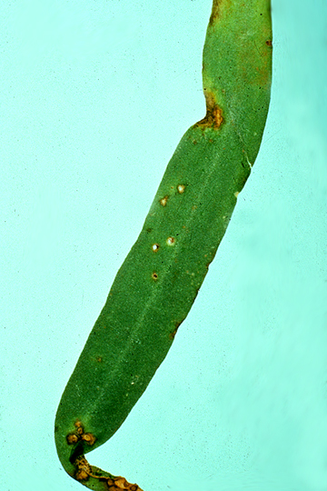 Bacterial blight