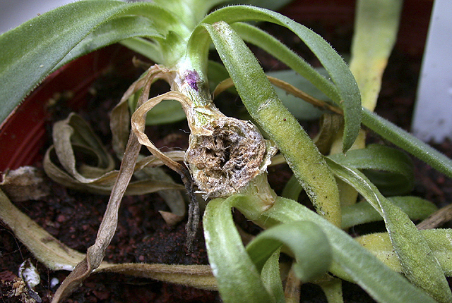 Gypsophila gall