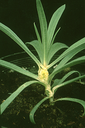 Gypsophila gall