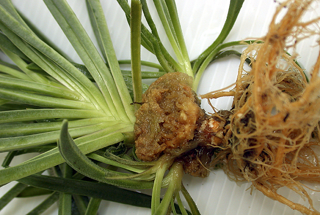 Gypsophila gall