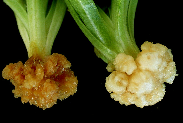 Gypsophila gall