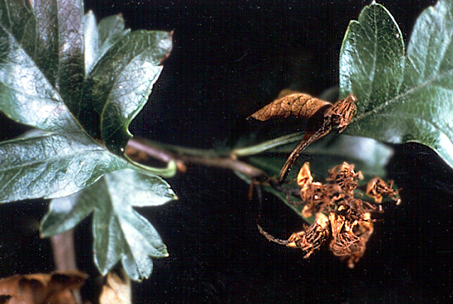 Fire blight