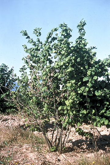 Bacterial canker