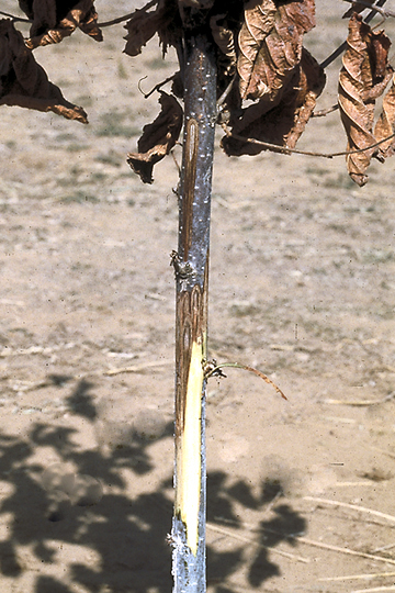 Bacterial blight