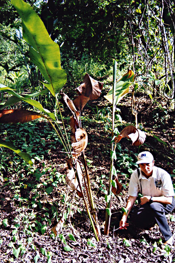 Bacterial wilt