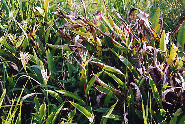 Bacterial wilt