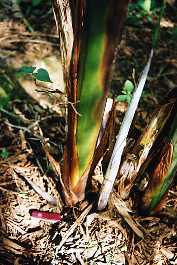 Bacterial wilt