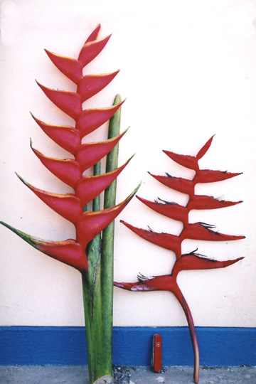 Bacterial wilt