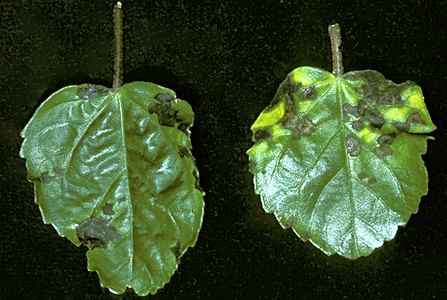 Bacterial leaf spot