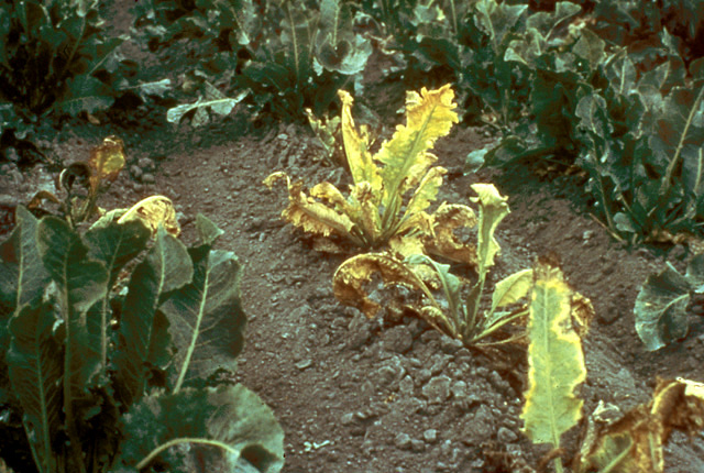 Brittle root