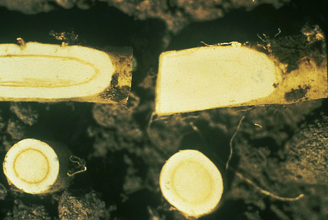 Brittle root