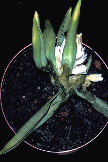 Bacterial soft rot