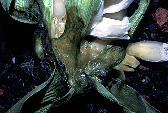 Bacterial soft rot