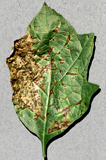 Bacterial leaf spot