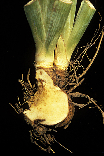 Bacterial stem and rhizome rot