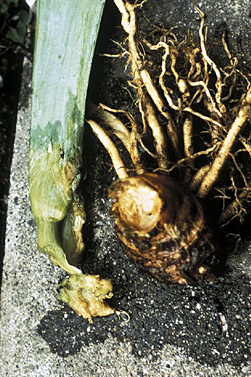 Bacterial stem and rhizome rot