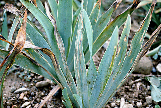 Bacterial blight