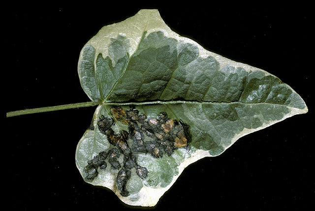 Bacterial leaf spot
