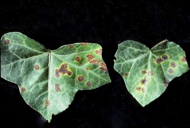 Bacterial leaf spot