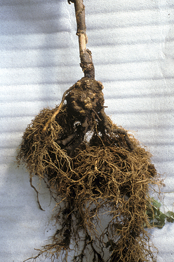 Crown gall
