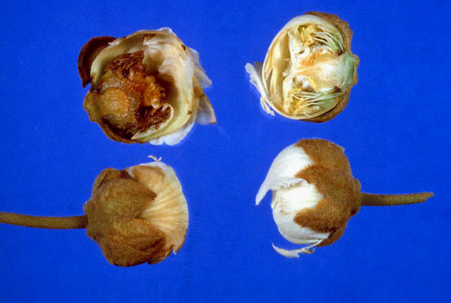 Bacterial canker (Leaf and fruit spot)