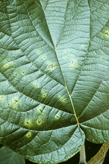 Bacterial canker (Leaf and fruit spot)