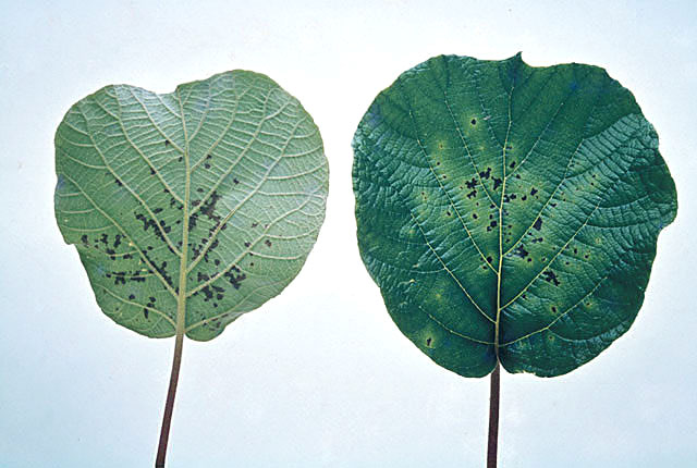 Bacterial canker (Leaf and fruit spot)