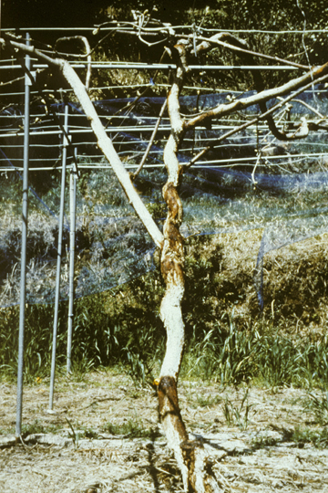 Bacterial canker (Leaf and fruit spot)