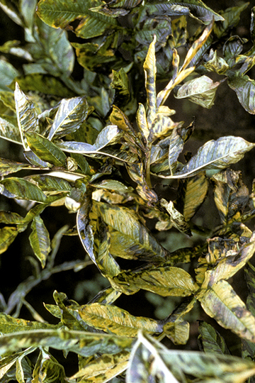 Bacterial leaf blight