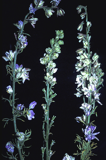 Larkspur virescence