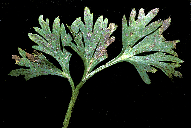 Bacterial leaf spot