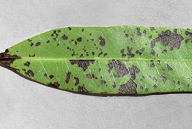 Bacterial leaf spot