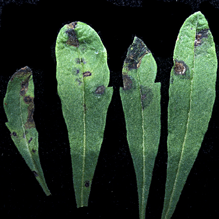 Bacterial leaf spot
