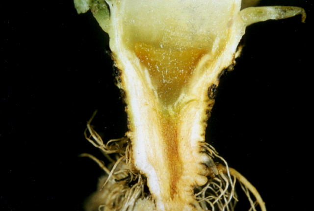 Head rot (Jelly rot)
