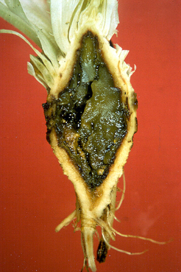 Head rot (Jelly rot)