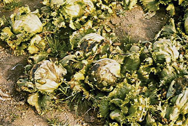 Head rot (Jelly rot)