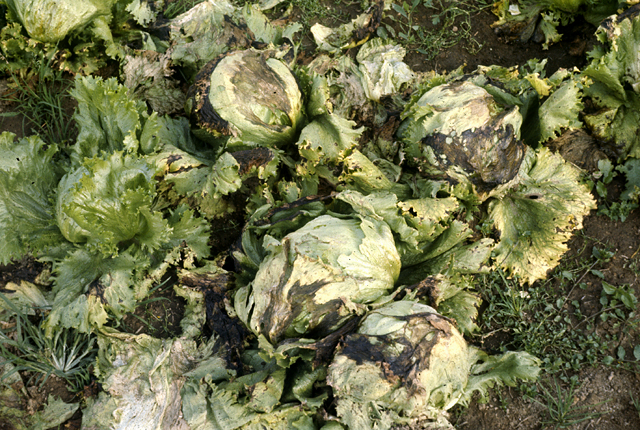 Marginal leaf blight