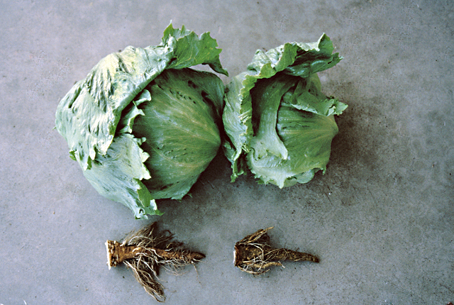 Corky root