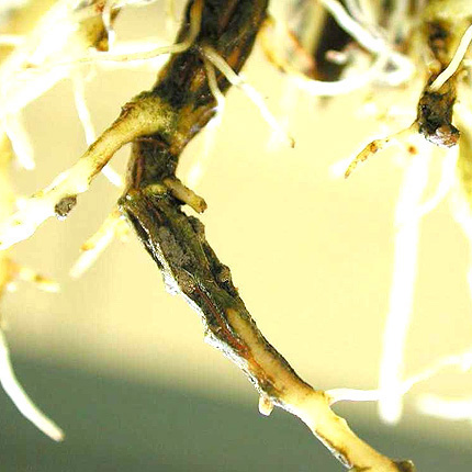 Corky root