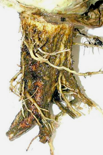 Corky root