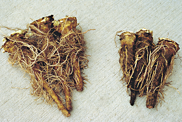 Corky root